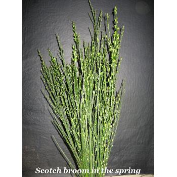 SORRY OUT OF SEASON Scotch Broom Branches 100 Fresh Cut Stems